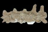 String of Mosasaur (Tylosaurus) Vertebrae - Kansas #130198-1